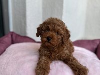 Toy Poodle Yavrular