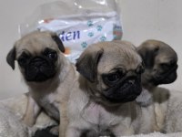 A Kalite Mini Boy Sıfır Burun Pug Mops Yavrular