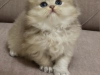 British Longhair Erkek