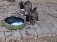 Orjinal sivas kangal yavruları