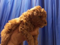 Şampiyonun poodle çocukları rezerve açıktır