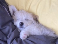 4 aylık dişi terrier köpek