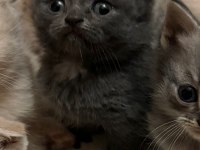 Safkan scottish fold bebekler