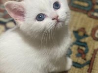 Safkan a kalite british shorthair yavrular