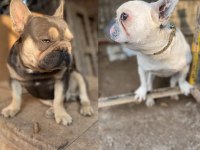 2 aylık dişi french bulldog