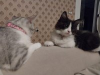 PANDA KEDİMİZE ÖMÜRLÜK YUVA ARIYORUZ