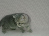 British longhair yavrularımız siz sahiplerini bekliyorlar