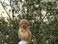 POODLE YAVRULARIMIZ YENİ YUVASINA HAZIR