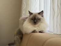 DİŞİ RAGDOLL KEDİME ERKEK EŞ ADAYI ARIYORUM