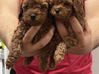 Toy Poodle Kore