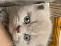 1 aylık minik yavru scottish fold