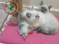 British shorthair Blue Point Yavrular