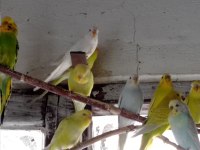 Hobi olarak beslediğim kuşların yavruları