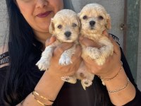 Safkan Maltipoo Yavrularım