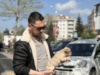 Anatomi güzeli erkek french bulldog yavrumuz