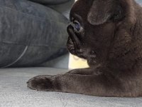 SHOW KALİTE SİYAH İNCİ PUG YAVRUMUZ