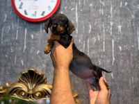 IRK VE SAĞLIK GARANTİLİ DACHSHUND (SOSİS) YAVRULARIMIZ