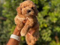ORJİNAL TEACUP MALTİPOO YAVRULARIMIZ