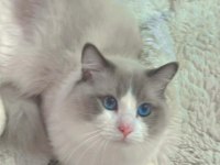 Anne Altından Safkan Ragdoll Yavru kediler