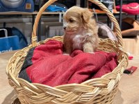 Muhteşem Maltipoo Bıcırıklar