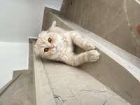 Scottish fold oğlumuza eş