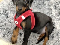 Sağlık ve ırk garantili doberman