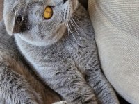 Scottish Fold (2 Yaşında) Sıcak Yuva Arıyor