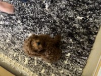 Toy poodle köpeğimiz