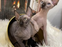 Sphynx sfenks tüysüz dişi erkek yavru