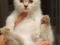 British shorthair Yavrularımız sahiplendirilecektir