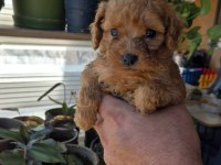 KUCUK POODLE YAKİSIKLILAR