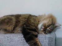 Kedimiz Charlie yuva arıyor