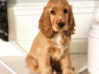 Amerikan Cocker Köpeklerimiz Gelip Görerek Alabilirsiniz