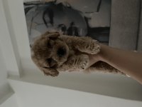 Yavru Toy Poodle