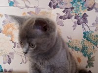 Yavrucaklar ev arıyor british shorthair