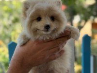 Son erkek pomeranian yavrumuz yeni yuvasına gitmeye hazır