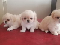 Sağlıklı üst kalite pekinez yavrularımız
