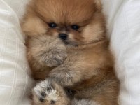 Sağlıklı pomeranian yavrularımız