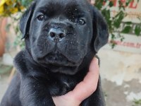 (SDK) çiftlikten cane corso yavrular