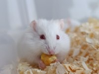 Albino Gonzales Hamster