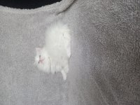 Teslime hazır dişi chinchilla bebekler