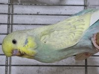 Yavru muhabbet kuşu
