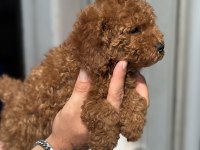 GÜNCEL 1450 GR TOY POODLE KIZIMIZ