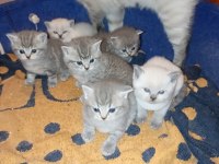 27 günlük british shorthair yavrularımız