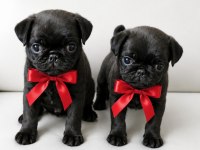 Pug Mops Yavruları