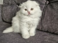 Scottish Fold Longhair Güzellik