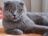 10 aylık erkek scottish fold
