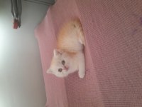 Scottish fold ve scottish straight dişi ve erkek