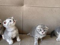 Scottish fold bebeklerim