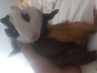 2 aylık ginepig
